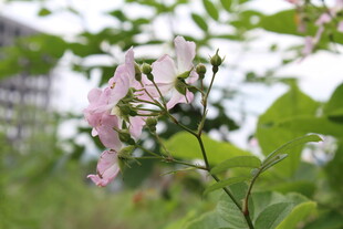 野蔷薇