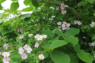 野蔷薇
