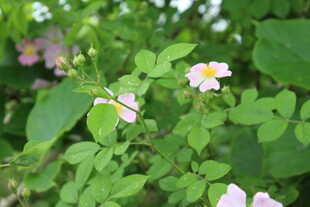 野蔷薇