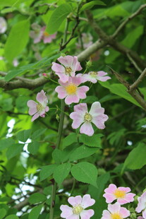 野蔷薇