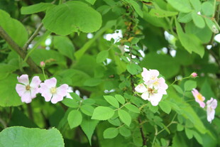 野蔷薇
