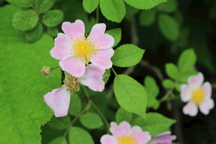 野蔷薇