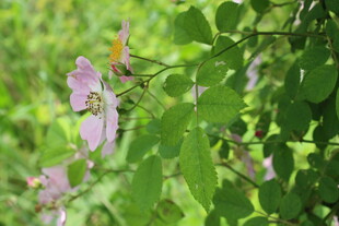 野蔷薇