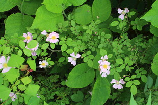 野蔷薇