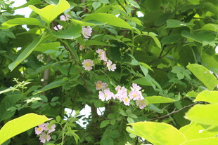 野蔷薇
