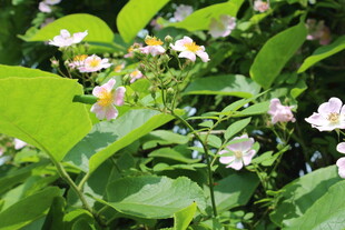 野蔷薇