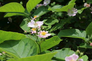 野蔷薇