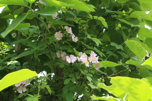 野蔷薇