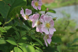 野蔷薇