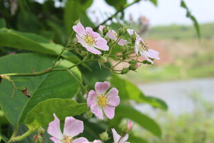 野蔷薇