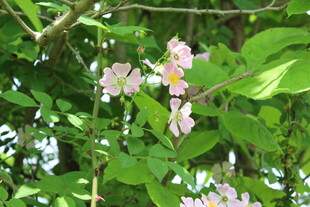 野蔷薇