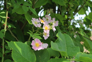 野蔷薇