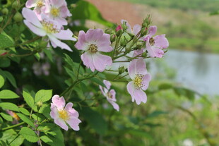 野蔷薇