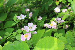 野蔷薇