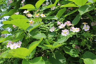 野蔷薇