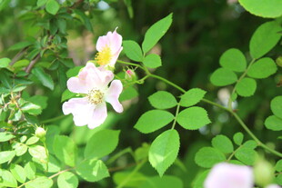 野蔷薇
