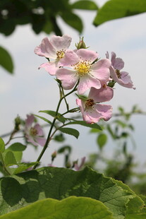 野蔷薇