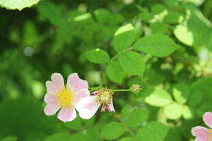野蔷薇