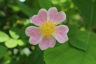 野蔷薇