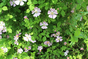 野蔷薇
