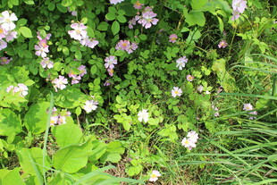 野蔷薇