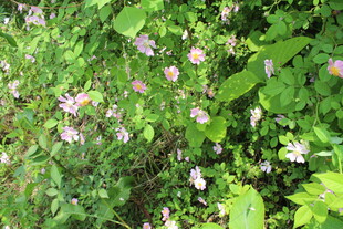 野蔷薇