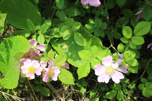 野蔷薇