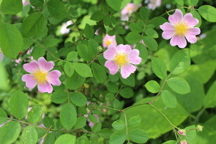 野蔷薇