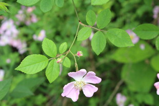 野蔷薇