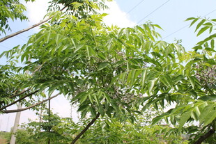 苦楝花