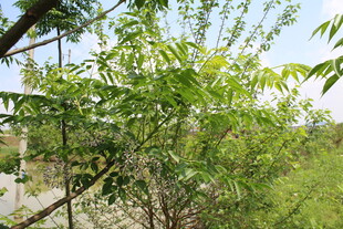 苦楝花