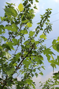 桑树 