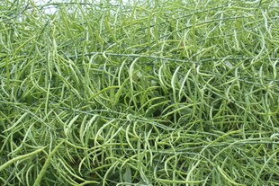 结荚油菜