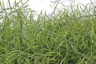 结荚油菜