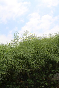 结荚油菜