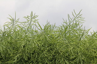 结荚油菜