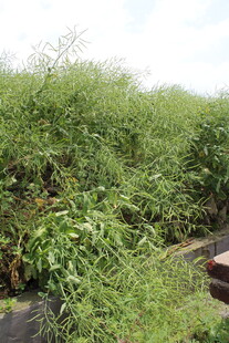 结荚油菜
