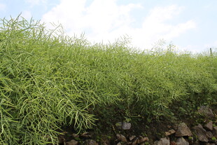 结荚油菜