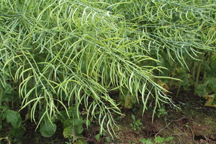 结荚油菜