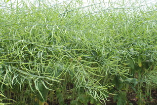 结荚油菜