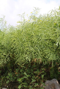 结荚油菜