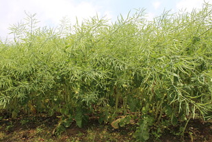 结荚油菜
