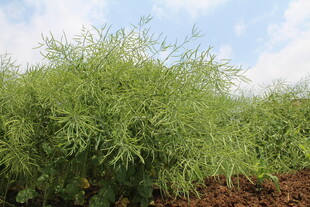 结荚油菜