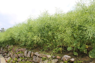 结荚油菜