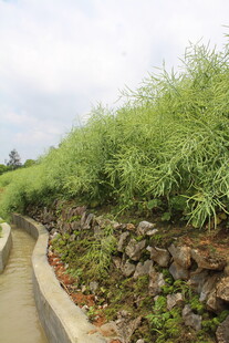 结荚油菜