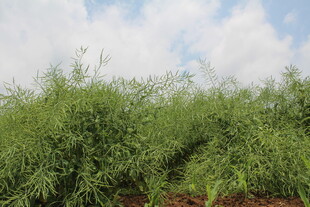 结荚油菜
