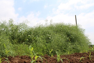结荚油菜