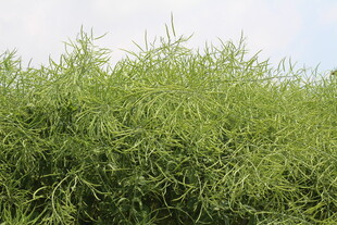 结荚油菜