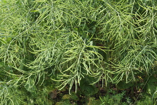结荚油菜