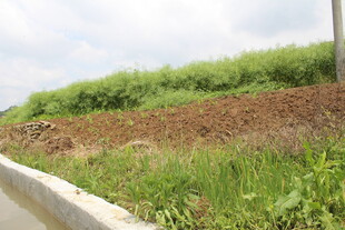 结荚油菜